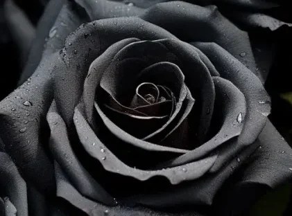 🌹Dark Romance🌹